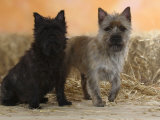 Two Cairn Terriers of Different Coat Colours Posters by Petra Wegner