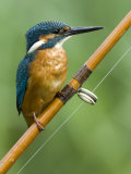 Common Kingfisher Perched on Fishing Rod, Hertfordshire, England, UK Posters by Andy Sands
