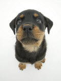 Two Rottweiler Pup, 8 Weeks Old, Sitting Down and Looking Up Posters par Jane Burton
