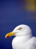 Herring Gull, Cornwall, UK Prints by Ross Hoddinott