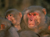 Rhesus Macaque Alpha Male with Juveniles, Keoladeo Ghana Np, Bharatpur, Rajasthan, India Print by Jean-pierre Zwaenepoel