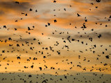 Cloud of Straw-Coloured Fruit Bats Flying, Kasanka National Park, Zambia, Africa Posters by Mark Carwardine