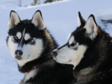 Siberian Husky Sled Dogs Pair in Snow, Northwest Territories, Canada March 2007 Posters par Eric Baccega