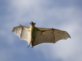 Straw-Coloured Fruit Bat Flying, Kasanka National Park, Zambia, Africa Posters by Mark Carwardine