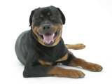 Rottweiler Dog Lying Down, Head Up Posters par Jane Burton