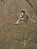 Contemplating Hanuman Langur Sitting in Tree, Kumbhalgarh Wildlife Sanctuary, Rajasthan, India Prints by Jean-pierre Zwaenepoel