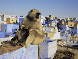 Hanuman Langur Mother and Young Sitting on Roof, Jodhpur, India Prints by Jean-pierre Zwaenepoel