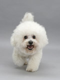 Bichon Frise Walking Forward Posters par Jane Burton