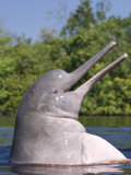 Amazon River Dolphin, Pink River Dolphin or Boto Rio Negro, Brazil Posters by Mark Carwardine