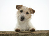Jack Russell Terrier Bitch with Paws Up, Looking over a Rail Posters par Jane Burton
