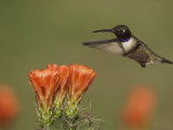 Black-Chinned Hummingbird Male in Flight Feeding on Claret Cup Cactus Hill Country, Texas, USA Posters by Rolf Nussbaumer