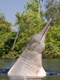 Amazon Pink River Dolphin Boto Breaching, Rio Negro, Amazon Posters by Mark Carwardine