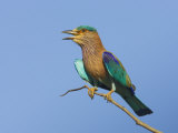 Indian Roller Calling, Bandhavgarh National Park, India 2007 Posters par Tony Heald