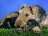 Domestic Dog, Welsh Terrier with Puppy, 7 Weeks Posters by Petra Wegner