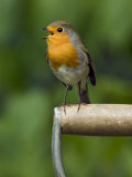Robin Sitting on a Garden Fork Handle Singing, Hertfordshire, England, UK Posters by Andy Sands