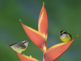 Bananaquit Two Adults on Heliconia Plant, Costa Rica Photo by Rolf Nussbaumer