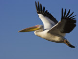 Great Eastern White Pelican Flying, Chobe National Park, Botswana Photographie par Tony Heald