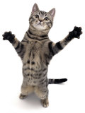 Brown Spotted Tabby Cat Male Standing and Reaching Up Posters par Jane Burton