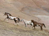 Two Paint Horses and a Grey Quarter Horse Running Up Hill, Flitner Ranch, Shell, Wyoming, USA Posters by Carol Walker
