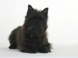 Black Cairn Terrier Lying Down with Head Up Prints by Petra Wegner