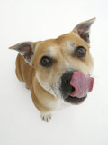 Staffordshire Bull Terrier Bitch Looking Up and Licking Her Snout Posters par Jane Burton