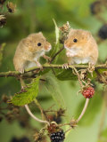 Two Harvest Mice Perching on Bramble with Blackberries, UK Posters by Andy Sands