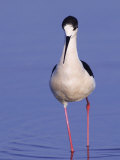 Black-Winged Stilt Adult Wading, Lake Neusiedl, Austria Photo by Rolf Nussbaumer
