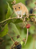 Harvest Mouse Perching on Bramble with Blackberries, UK Posters by Andy Sands