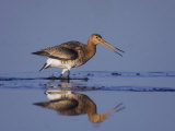 Black-Tailed Godwit Adult in Breeding Plumage, Calling, Lake Neusiedl, Austria Posters by Rolf Nussbaumer