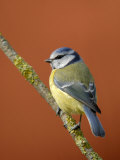 Blue Tit on Branch, Cornwall, UK Poster by Ross Hoddinott