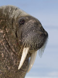 Walrus, Igloolik, Foxe Basin, Nunavut, Arctic Canada Posters by Mark Carwardine