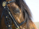 Bay Welsh Cobb Stallion, Close Up of Eye, Ojai, California, USA Posters by Carol Walker