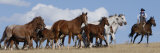 Cowboy Herding Quarter Horse Mares and Foals, Flitner Ranch, Shell, Wyoming, USA Poster von Carol Walker