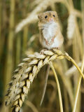Harvest Mouse Standing Up on Corn, UK Posters by Andy Sands