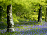 Beech and Bluebell Woodland at Lanhydrock, Cornwall, UK Prints by Ross Hoddinott