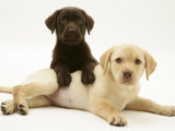 Chocolate Retriever Puppy Lying over a Yellow Retriever Puppy Photographie par Jane Burton