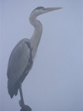 Grey Heron in Mist, Keoladeo Ghana Np, Bharatpur, Rajasthan, India Prints by Jean-pierre Zwaenepoel