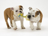 Two Bulldog Pups Carrying a Ragger Posters by Jane Burton