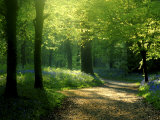 Track Leading Through Lanhydrock Beech Woodland with Bluebells in Spring, Cornwall, UK Posters af Ross Hoddinott Track Leading Through Lanhydrock Beech Woodland with Bluebells in Spring, Cornwall, UK Posters af Ross Hoddinott
