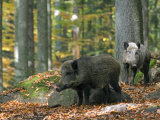 Captive Wild Boars in Autumn Beech Forest, Germany Posters by Philippe Clement