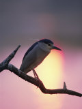 Black Crowned Night Heron Sunset, Keoladeo Ghana Np, Bharatpur, Rajasthan, India Print by Jean-pierre Zwaenepoel