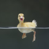 Duckling Swimming on Water Surface, UK Plakater av Jane Burton