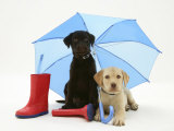 Yellow and Chocolate Retriever Pups with Wellies under a Blue Umbrella Posters par Jane Burton
