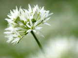 Ramson Wild Garlic Flower, Coombe Valley, Cornwall, UK Posters par Ross Hoddinott