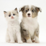 Birman-Cross Kitten Sitting with Blue Merle Shetland Sheepdog Pup Prints by Jane Burton