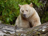 Kermode Spirit Bear, White Morph of Black Bear, Princess Royal Island, British Columbia, Canada Posters par Eric Baccega