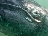 Grey Whale, San Ignacio Lagoon, Baja California, Mexico Posters by Mark Carwardine