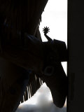 Cowgirl's Boot Silhouette, Flitner Ranch, Shell, Wyoming, USA Posters by Carol Walker