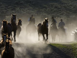 Cowboys Driving Horses at Sombrero Ranch, Craig, Colorado, USA Posters by Carol Walker