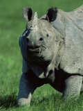 Indian Rhinoceros Kaziranga Np, Assam, India Prints by Jean-pierre Zwaenepoel